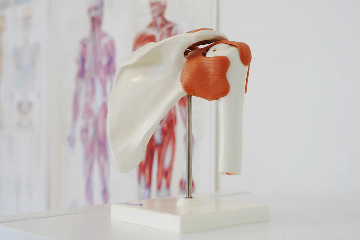 physiotherapie-schulterbeschwerden-rotatorenmanschette-funktion
